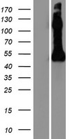 NPTX2 Human Over-expression Lysate