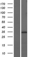 NTH1 (NTHL1) Human Over-expression Lysate