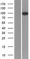 NVL Human Over-expression Lysate