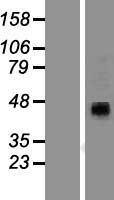 P2RX4 Human Over-expression Lysate