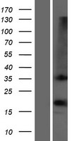 OR1D2 Human Over-expression Lysate