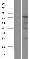 PABP (PABPC1) Human Over-expression Lysate