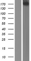 PER1 Human Over-expression Lysate