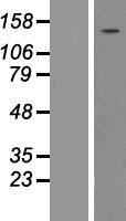 Phospholipase C gamma 1 (PLCG1) Human Over-expression Lysate