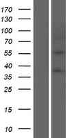 Perilipin-1 (PLIN1) Human Over-expression Lysate