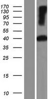 Pregnancy specific beta 1 glycoprotein 11 (PSG11) Human Over-expression Lysate