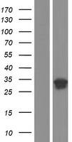 PSMB10 Human Over-expression Lysate