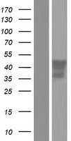 Pentraxin 3 (PTX3) Human Over-expression Lysate