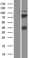 PCPTP1 (PTPRR) Human Over-expression Lysate