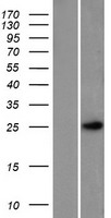 PTMS Human Over-expression Lysate