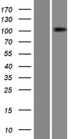 MEG1 (PTPN4) Human Over-expression Lysate