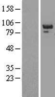 PTPN12 Human Over-expression Lysate