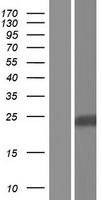 RAB5B Human Over-expression Lysate