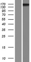 Retinoblastoma binding protein 1 (ARID4A) Human Over-expression Lysate