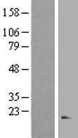 Ribonuclease 3 (RNASE3) Human Over-expression Lysate
