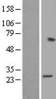 RPL15 Human Over-expression Lysate