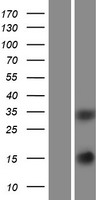 SCGF (CLEC11A) Human Over-expression Lysate