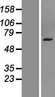 Semenogelin II (SEMG2) Human Over-expression Lysate