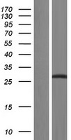 SC35 (SRSF2) Human Over-expression Lysate