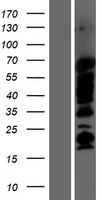 SHB Human Over-expression Lysate