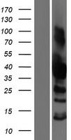 SH3GL3 Human Over-expression Lysate