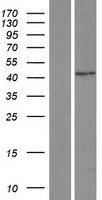 SNAP43 (SNAPC1) Human Over-expression Lysate