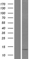 gamma Synuclein (SNCG) Human Over-expression Lysate