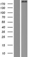 alpha 1 Spectrin (SPTA1) Human Over-expression Lysate