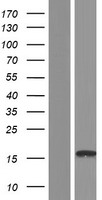 SRP14 Human Over-expression Lysate