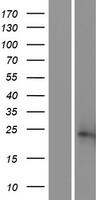 SSR2 Human Over-expression Lysate