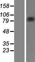 Elongin A (TCEB3) Human Over-expression Lysate