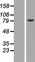 LAP2 (TMPO) Human Over-expression Lysate