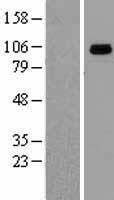 GRP94 (HSP90B1) Human Over-expression Lysate