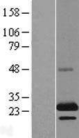 TSSC3 (PHLDA2) Human Over-expression Lysate