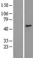 TULP2 Human Over-expression Lysate