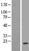 Rad6 (UBE2A) Human Over-expression Lysate