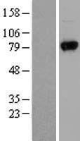 UVRAG Human Over-expression Lysate