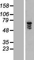 ZNF205 Human Over-expression Lysate