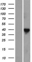 RASSF7 Human Over-expression Lysate