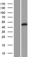 PIP5K2 beta (PIP4K2B) Human Over-expression Lysate
