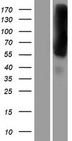 EEA1 Human Over-expression Lysate