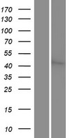 MST3 (STK24) Human Over-expression Lysate