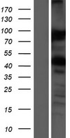 VAPA Human Over-expression Lysate