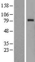 RAD54 (RAD54L) Human Over-expression Lysate