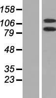 DHX16 Human Over-expression Lysate