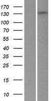 Liprin alpha 1 (PPFIA1) Human Over-expression Lysate