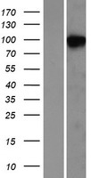 NDST2 Human Over-expression Lysate