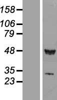 TIP49A (RUVBL1) Human Over-expression Lysate