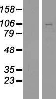 PCDHGB4 Human Over-expression Lysate
