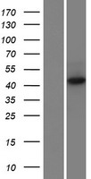 Keratin 36 (KRT36) Human Over-expression Lysate